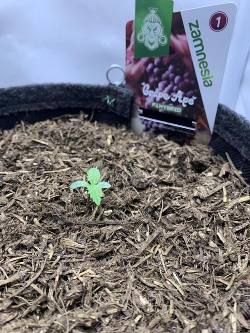 Grape Ape F1 Auto watering. Week 0