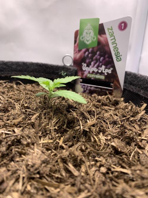 Grape Ape F1 Auto watering. Week 1