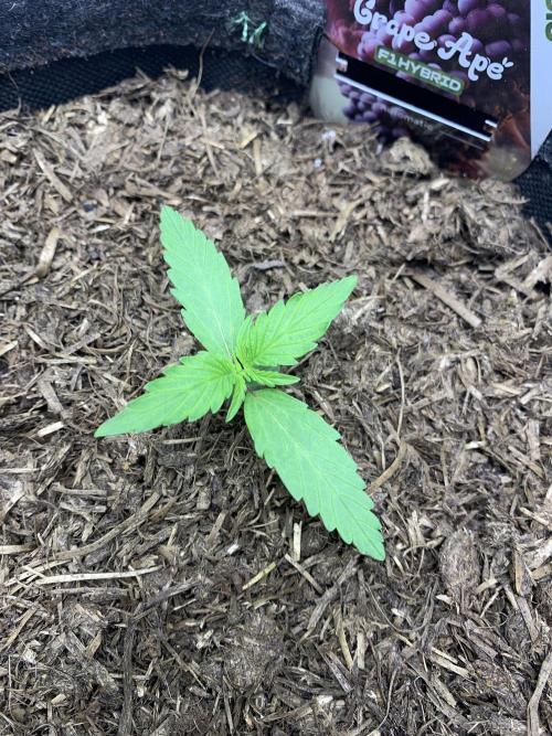 Grape Ape F1 Auto watering. Week 1