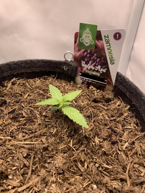 Grape Ape F1 Auto watering. Week 1