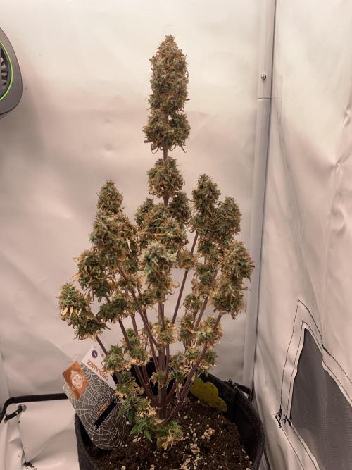 White Widow F1 mini Grow. Week 10