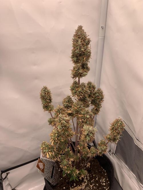 White Widow F1 mini Grow. Week 10