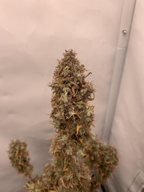 White Widow F1 mini Grow. Week 10
