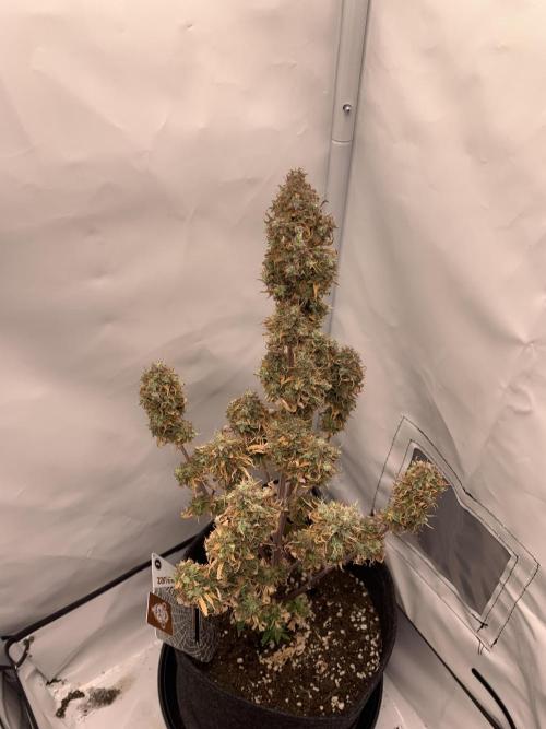 White Widow F1 Automatic. Week 10