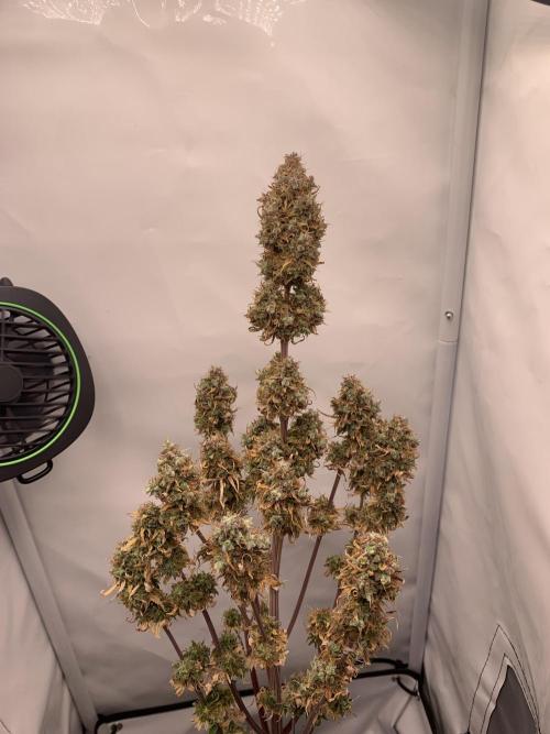 White Widow F1 mini Grow. Week 11