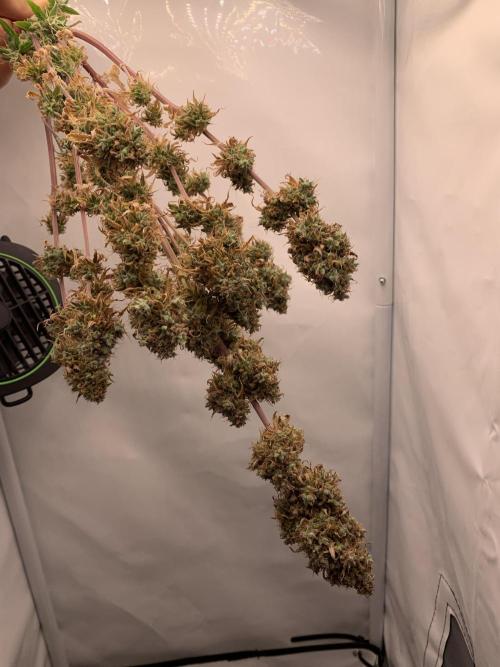 White Widow F1 mini Grow. Week 11