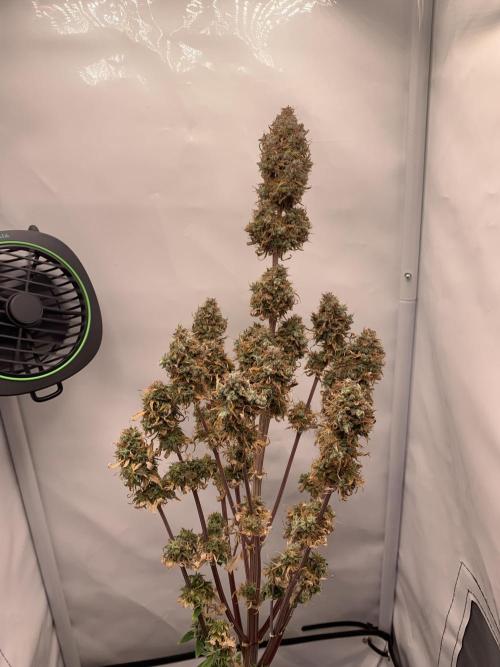 White Widow F1 Automatic. Week 11