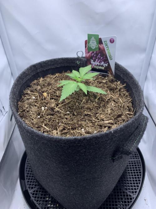 Grape Ape F1 Auto watering. Week 2