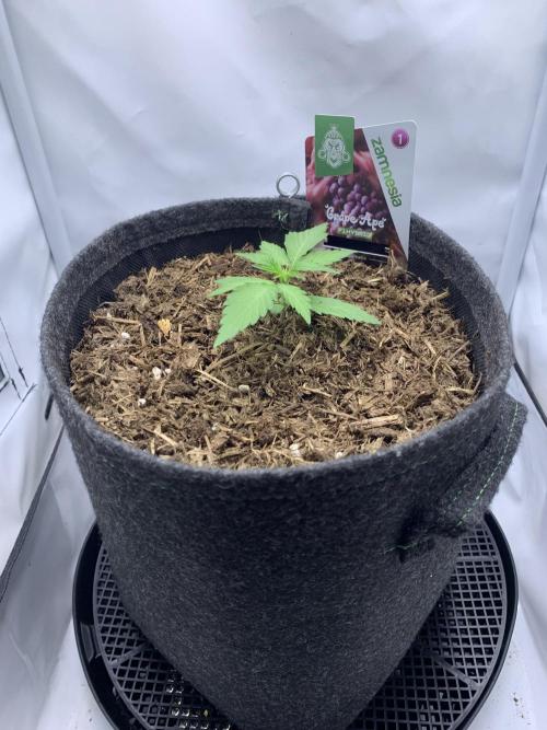 Grape Ape F1 Auto watering. Week 2