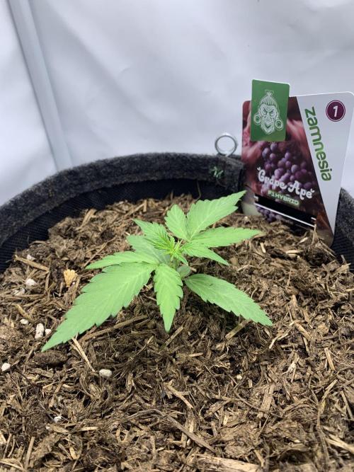 Grape Ape F1 Auto watering. Week 2
