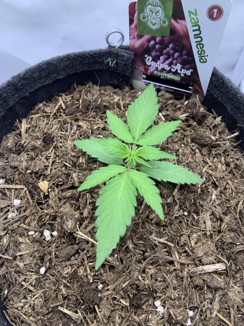 Grape Ape F1 Auto watering. Week 2