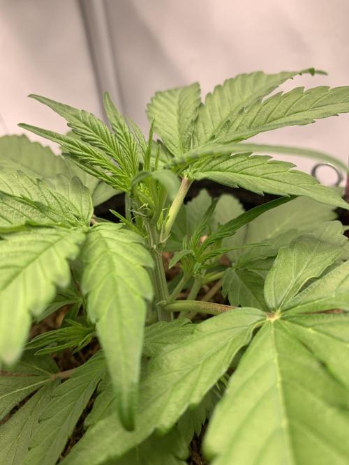 Grape Ape F1 Auto watering. Week 3