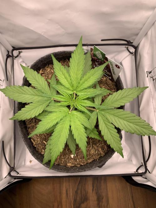 Grape Ape F1 Auto watering. Week 3