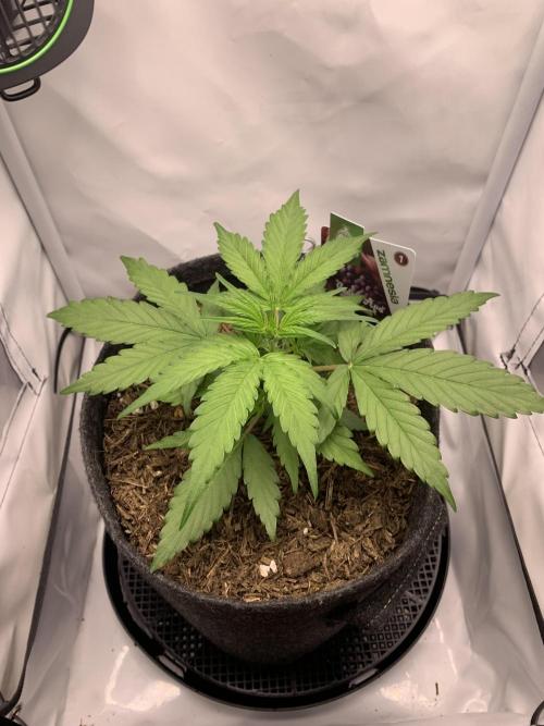 Grape Ape F1 Auto watering. Week 3