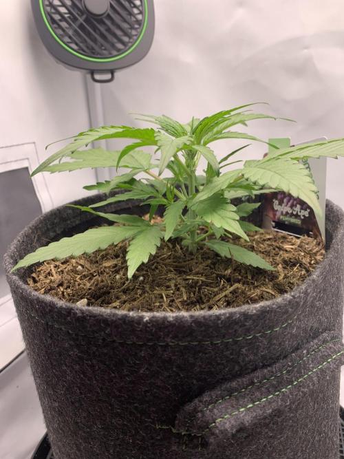 Grape Ape F1 Auto watering. Week 3