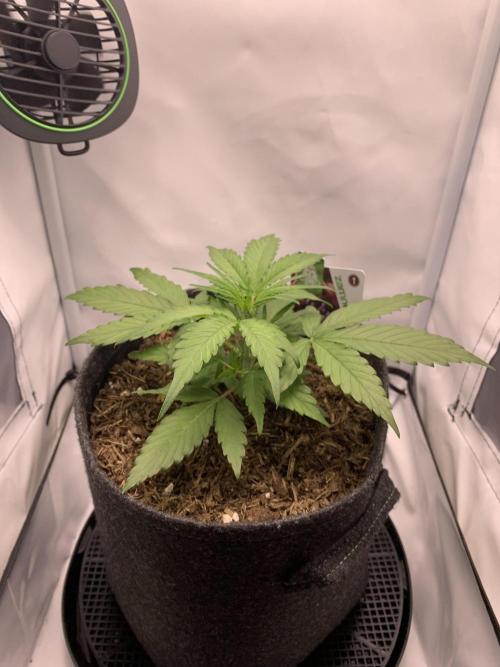 Grape Ape F1 Auto watering. Week 3