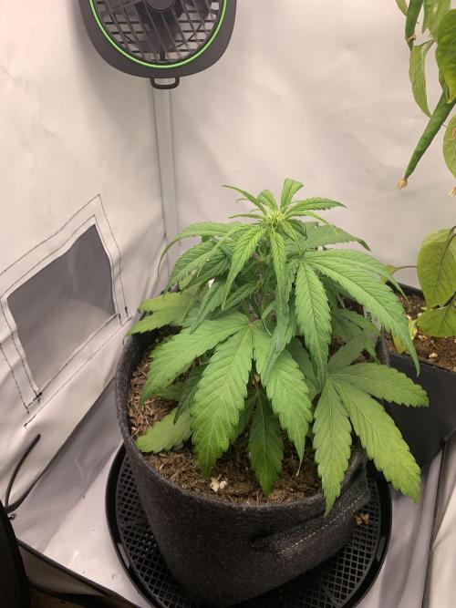 Grape Ape F1 Auto watering. Week 4