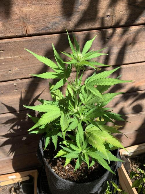 Grape Ape F1 Auto watering. Week 5