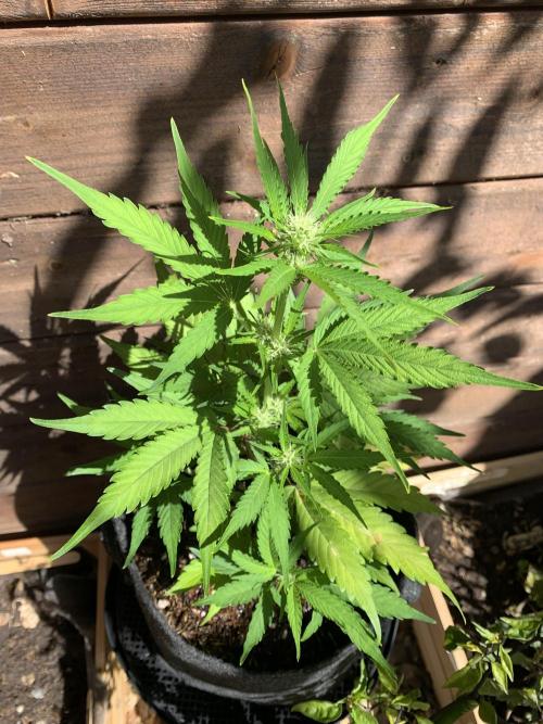 Grape Ape F1 Auto watering. Week 5