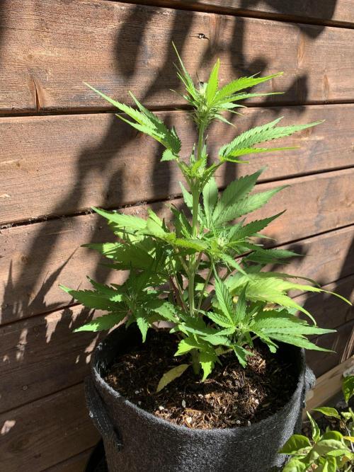 Grape Ape F1 Auto watering. Week 5