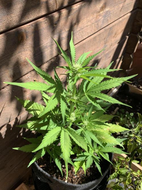 Grape Ape F1 Auto watering. Week 5
