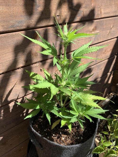 Grape Ape F1 Auto watering. Week 5