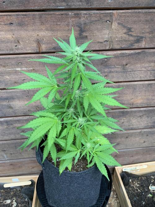 Grape Ape F1 Auto watering. Week 6