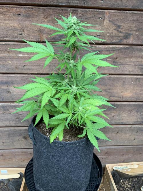 Grape Ape F1 Auto watering. Week 6