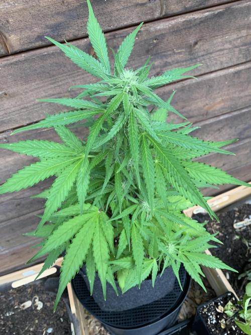 Grape Ape F1 Auto watering. Week 6