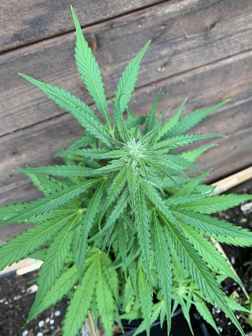 Grape Ape F1 Automatic . Week 6