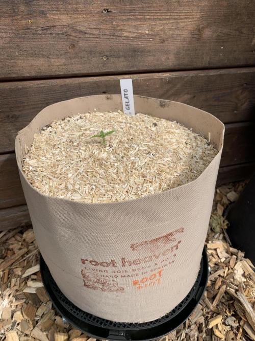 FastBuds Gelato Outdoor living soil. Week 0