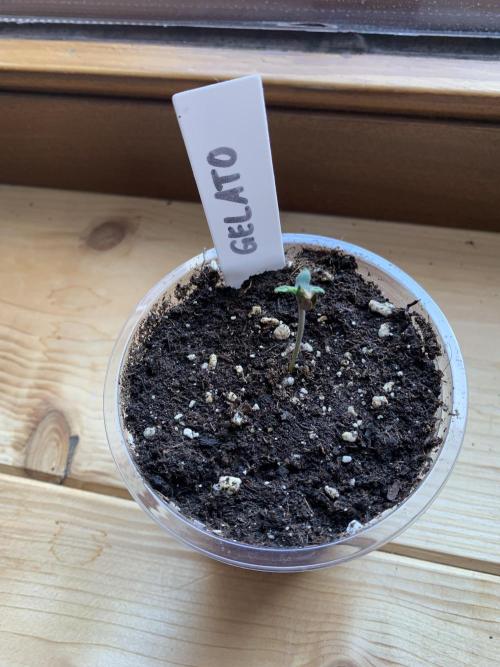 FastBuds Gelato Outdoor living soil. Week 0