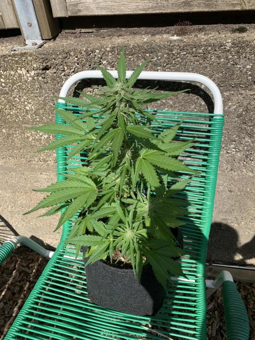 Grape Ape F1 Auto watering. Week 7