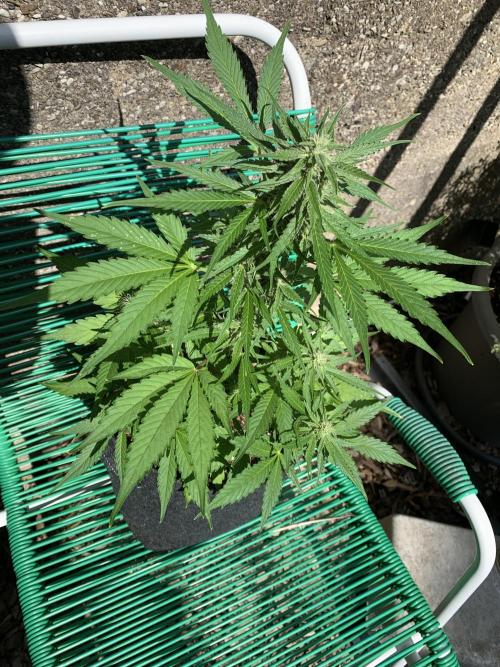 Grape Ape F1 Auto watering. Week 7