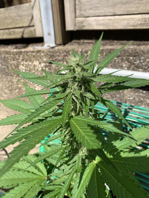 Grape Ape F1 Auto watering. Week 7