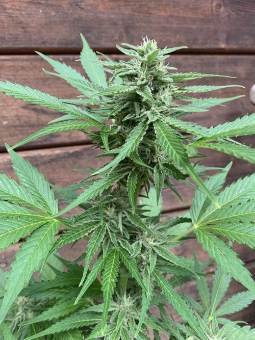 Grape Ape F1 Auto watering. Week 8
