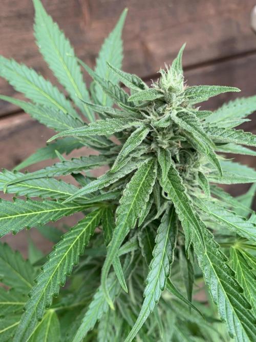 Grape Ape F1 Auto watering. Week 8