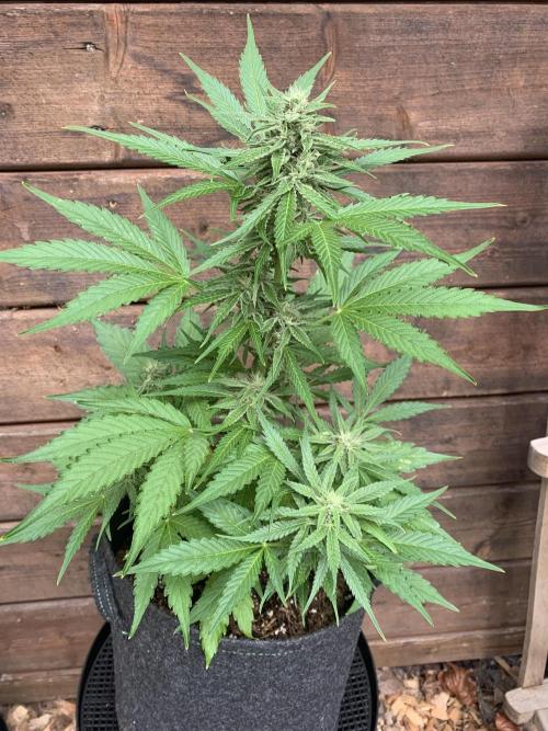 Grape Ape F1 Auto watering. Week 8