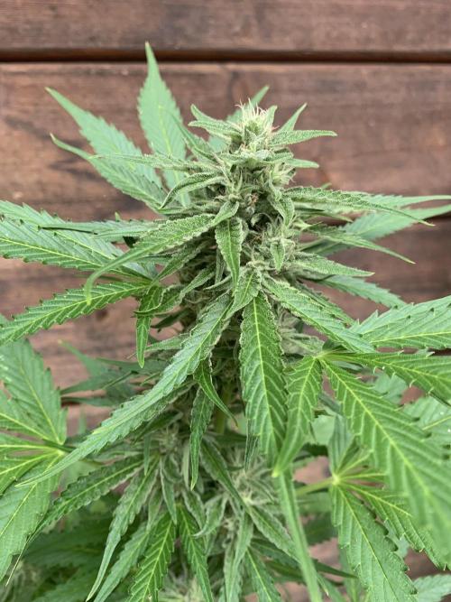 Grape Ape F1 Auto watering. Week 8