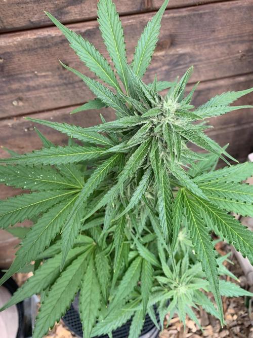 Grape Ape F1 Auto watering. Week 8