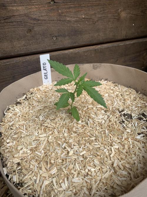 FastBuds Gelato Outdoor living soil. Week 2