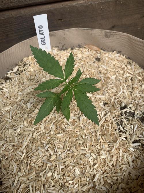 FastBuds Gelato Outdoor living soil. Week 2