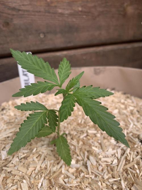 Gelato Auto. Week 2