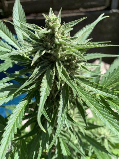 Grape Ape F1 Auto watering. Week 9