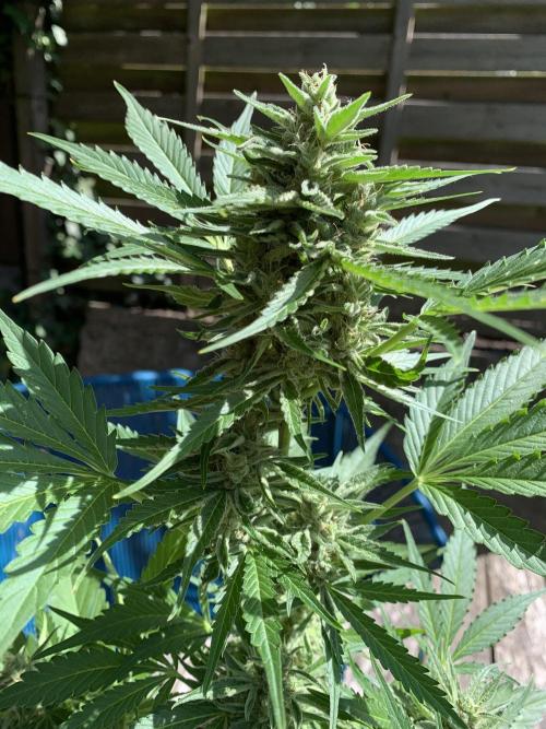 Grape Ape F1 Auto watering. Week 9