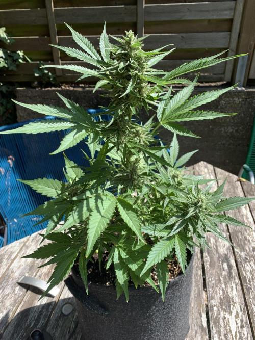 Grape Ape F1 Auto watering. Week 9