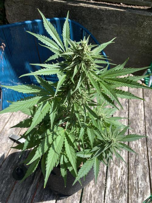 Grape Ape F1 Auto watering. Week 9