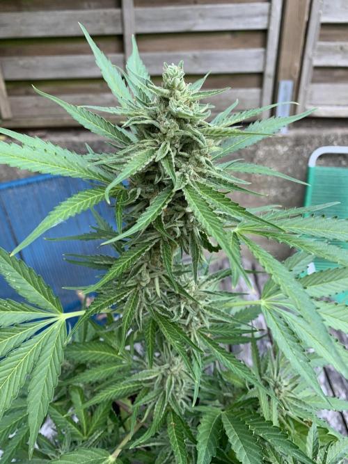 Grape Ape F1 Auto watering. Week 10