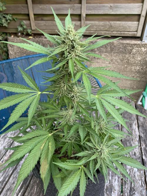 Grape Ape F1 Auto watering. Week 10