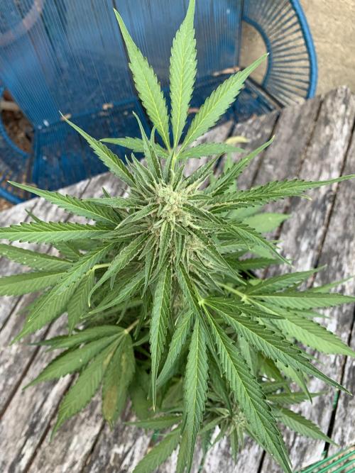 Grape Ape F1 Auto watering. Week 10